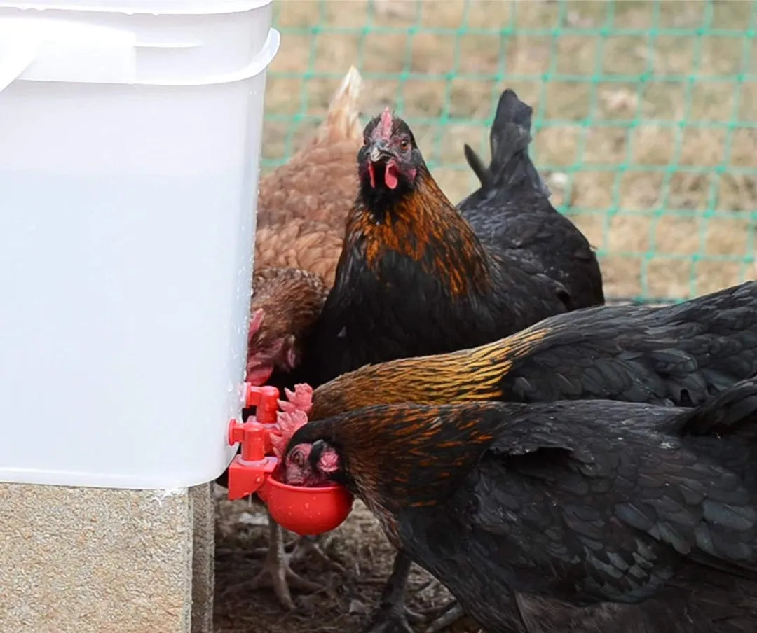 Copo de água automático para frango, galinheiro