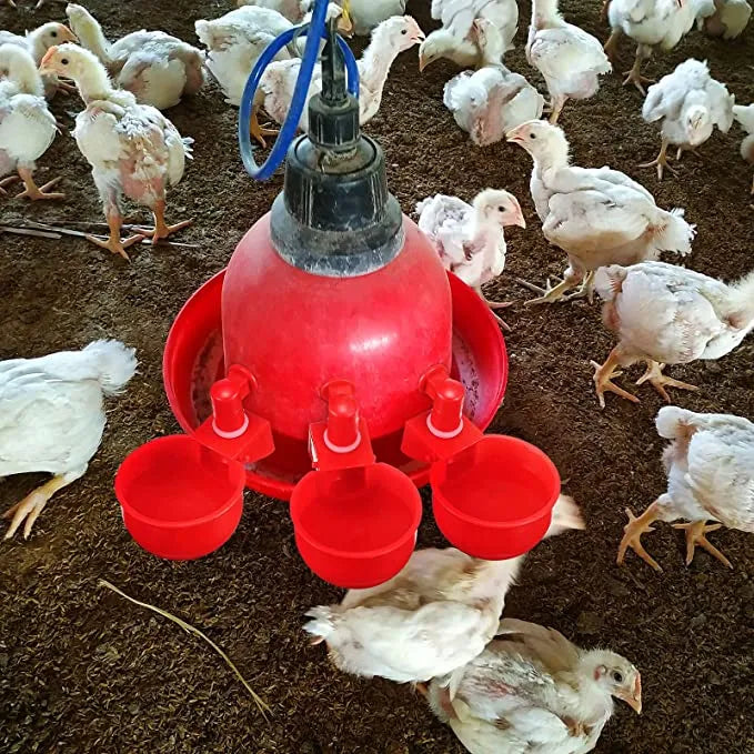 Copo de água automático para frango, galinheiro